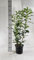 5st. Kirschlorbeer Genolia® 60-80cm Heckenpflanzen im Topf Kirschlorbeeren aus der Baumschule schlank wüchsige Sorte