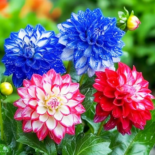 Dahlia tubers Plants, Large-Mix for Planting Now UK,Hardy Perennial,Wedding Flowers,Strong Plants That Grow Well,Beauty of Garden,Gift Ready