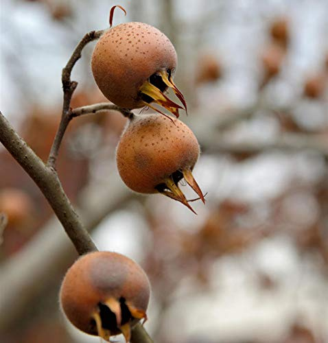 Mispel 40-60cm - Mespilus germanica - lebende Gartenpflanze aus den Baumschulen