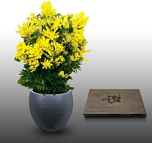 25 graines à semer - Le Grenier d'Abondance - MIMOSA D'HIVER - Acacia Dealbata