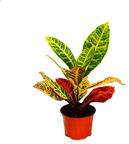 Exotenherz - Bouquet magique - CodiaeumPetra - 1 plante - Facile d'entretien - Purifiant à l'air - Pot de 12 cm