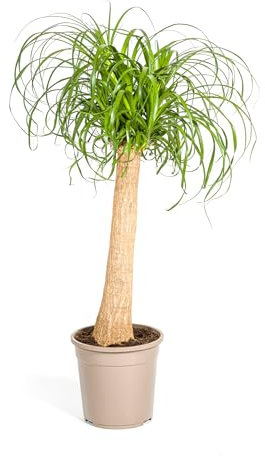 Tronc de Beaucarnea Recurvata - 80-100cm - Ø24cm - Plante d'intérieur - Vert persistant