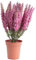 Botanic-Haus künstliche Erika (Heidekraut) in braunem Kunstofftopf (pink)