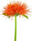 Fangblatt - Scadoxus katharinae - Blutblume im Ø 14 cm Topf - exotische Zimmerpflanze mit Blüte