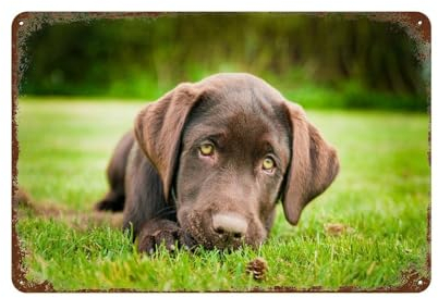 Brauner Labrador Hund Tier,Bar Retro Wanddekoration Poster Home Club Taverne Wand Dekor Aluminium Schild-15 x 30 cm (6 x12 Zoll)F-26