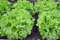 Lote de 500 Semillas de Lechuga Pierre Benite - Variedad Vieja y Rizada - Resistente a la Temperatura - Rica - Fácil de Cultivar - 100% Natural - Garantía de Germinación - 100% Reproducible
