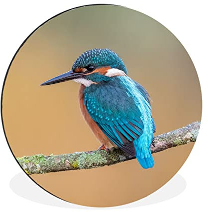MuchoWow Wandbild Rund Wanddeko Deko Wohnzimmer Bilder 30x30 cm Vogel - Eisvogel - Tiere - Zweig