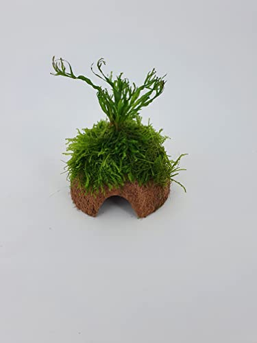 Kokos-Höhle mit Windelow Farn +Moos, für Fische Aquarium Garnelenbäumchen, ca. 15x 10 cm bepflanzt mit echten Tropica Wasserpflanzen