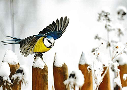 Postkarte Tiere Blaumeise im Winter