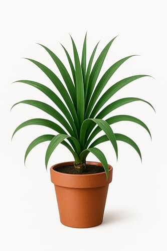 10 graines à semer - Le Grenier d'Abondance - Palmier de Nouvelle-Zélande - Cordyline banksii