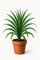 10 graines à semer - Le Grenier d'Abondance - Palmier de Nouvelle-Zélande - Cordyline banksii