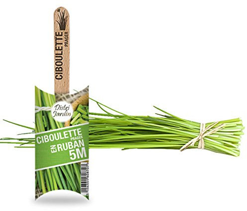 Ciboulette en ruban 5M