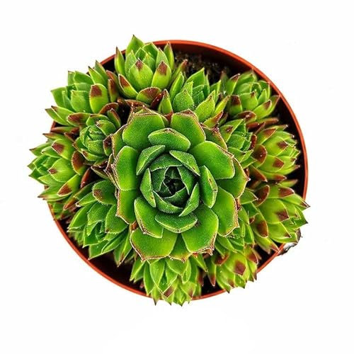 Mini Planta Suculenta Siempreviva Planta Natural Interior y Exterior