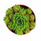 Mini Planta Suculenta Siempreviva Planta Natural Interior y Exterior