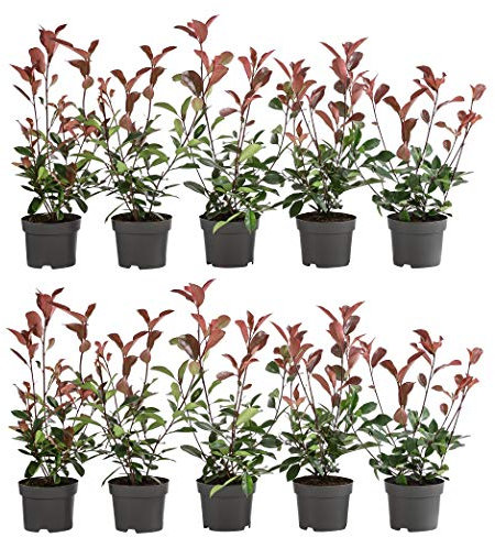 Dehner Purpur-Glanzmispel Red Robin, für 2 Meter Hecke, 20-35 cm, 10 x 2 l Topf, Heckenpflanze