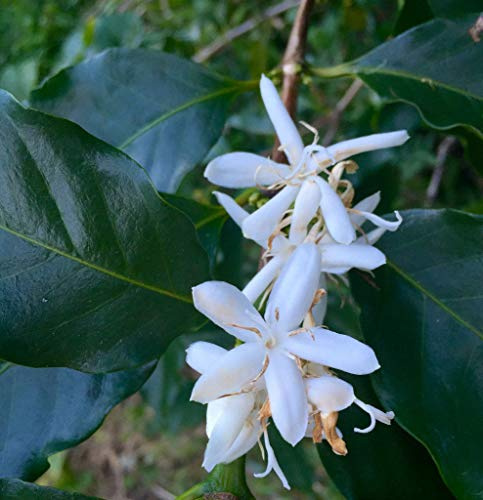 Coffea Robusta Canephora | café | 10_Seeds