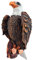 abc HOME | Baumdekoration Adler | 30 cm H