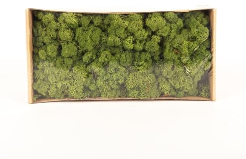 INNA-Glas Dekoratives Moos SVEINBJÖRN, wiesengrün, 500g | Echtes Isländisches Moos