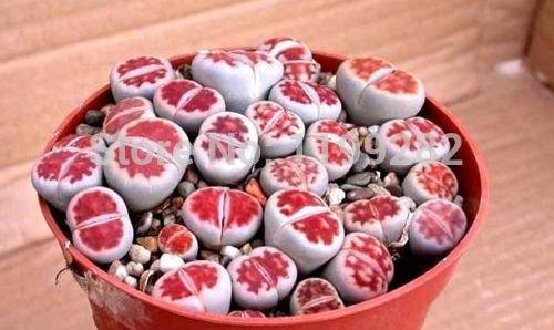 ¡Gran venta! 100 pcs genuino LITHOPS KARASMONTANA V Mickbergensis var Red Top Seeds suculentas ~ piedras vivas - Arcis Nuevos