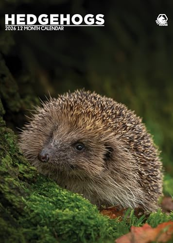 Igel Kalender 2026, A3, Wirobound, vollfarbig