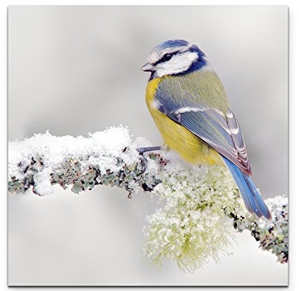 Leinwandbilder | Bilder Leinwand 60x60cm Blau/gelber Vogel im Winter