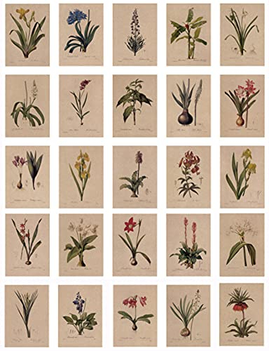 24 Blatt Postkarten, Vintage Postkarten, mit schöner Blumensprache gedruckt auf Kraftpapier, Liebe, Freundschaft, Leben, Motivation Grußkarten - Lilie