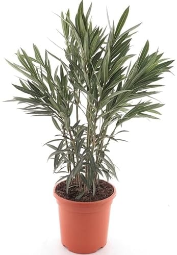 Pflanzenfuchs Weißer Oleander - Nerium oleander - Gesamthöhe 50+ cm - Topf Ø 26 cm [9407]