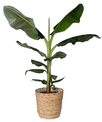 Bananenpflanze 'Dwarf Cavendish' im Korb Osaka, Topf-Ø 21 cm, H: ca. 70-90 cm