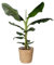 Bananenpflanze 'Dwarf Cavendish' im Korb Osaka, Topf-Ø 21 cm, H: ca. 70-90 cm