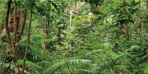 MIRRORANG 180x61cm Tropischer Wald Terrarium Hintergrund Grün Tropisches Aquarium Hintergrund Regenwald Reptilien Lebensraum Hintergrund Langlebig Vinyl Hintergrund