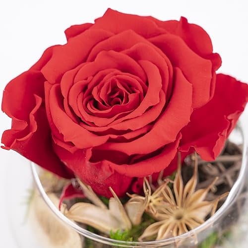 Ewige Rose im Glas - handgefertigt - Bunte Infinity Rosen Blumen Deko Geschenke, konservierte Rosen Rosenkopf im Glas mit Geschenkbox 3 Jahre haltbar (Rot)