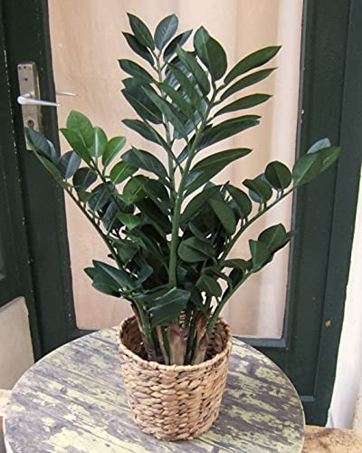 Licht & Grün Künstliche Zamioculcas Kunstpflanze Dekopflanze