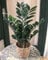 Licht & Grün Künstliche Zamioculcas Kunstpflanze Dekopflanze