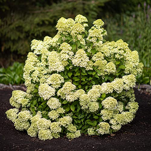 Little Passion (3 Pflanzen) Winterharte Hortensien Paniculata, Echte Garten Hydrangea pflanzen aus Holland (kein Samen, kein Kunstblumen und nicht künstlich), Mehrjährig für Töpfe und Balkone
