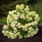 Little Passion (3 Pflanzen) Winterharte Hortensien Paniculata, Echte Garten Hydrangea pflanzen aus Holland (kein Samen, kein Kunstblumen und nicht künstlich), Mehrjährig für Töpfe und Balkone