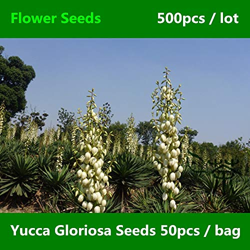 Shopmeeko ^^Widely Yucca Gloriosa ^^^^ 500pcs, Beautiful Family Asparagaceae Flower ^^^^, Flowering Seed Spanish ^^^^