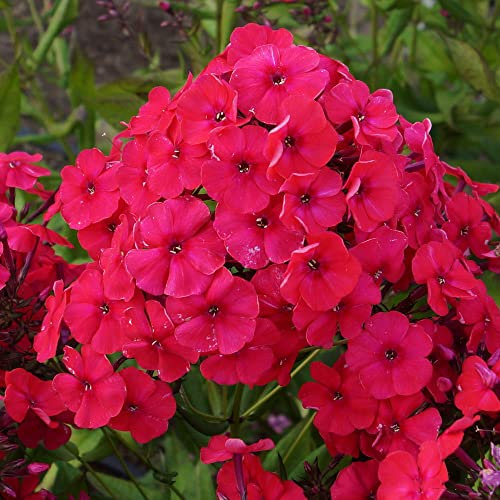 Phlox Paniculata – Bold Shaded Blooms – Perennial – Summer Flowering Bulb – for Your Beautiful Garden (1 x Phlox paniculata Red)