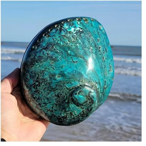 SFQEVHRZ Coquillages naturels， Coquille d'ormeau de 14 à 15 cm for décorations et bricolages