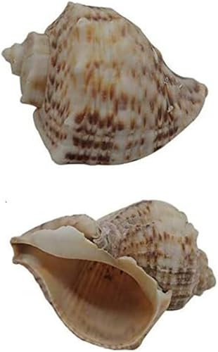 RYRYR Grandes coquilles de conque de mer Naturelles Décoration de Chambre côtière Décorations de pétoncles Aquarium for l'artisanat Coquillage Bernard-l'ermite 2 pièces, Turbo Seashell Hermit House