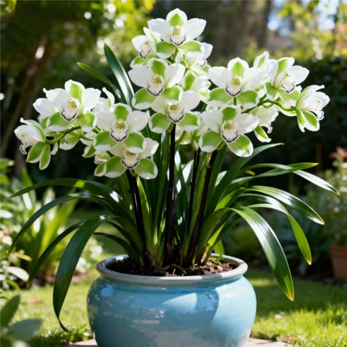 Rhizomes d'orchidée cymbidium, faciles d'entretien, orchidées de colibri, intérieur idéal, résistant à l'hiver, terrasse ou balcon, de qualité supérieure (oignons cymbidium)-5rhizome-D