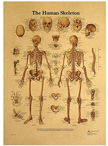 Anatomie-Poster des menschlichen Skeletts, Vintage-Skelettsystem, anatomisches Diagramm, Wandkunstdruck für Bildung, Malerei, modernes Dekor