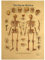 Anatomie-Poster des menschlichen Skeletts, Vintage-Skelettsystem, anatomisches Diagramm, Wandkunstdruck für Bildung, Malerei, modernes Dekor