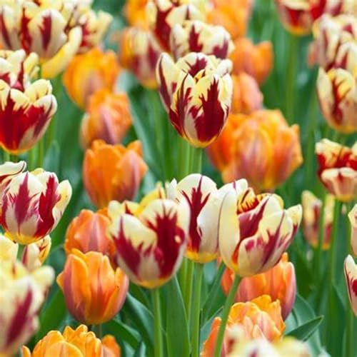 Tulpen zwiebeln,Tulpen von großem Zierwert,Seltene Pflanzen,Natürlich,Lebende Pflanzen,Zwiebeln,Perfekte Schnittblumen,Winterhartes-25 Zwiebeln-C