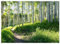 WallArena - Vlies Fototapete Wald Sonne Natur Birkenwald Birke 400x280 cm - Fototapeten - Tapeten - für Wohnzimmer Schlafzimmer - Vliestapete Wandtapete Tapete 3D Effekt- inkl. Kleister
