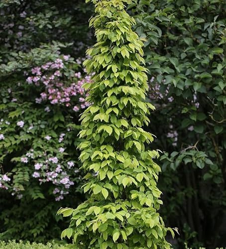Hainbuche Lucas 60-80cm - Carpinus betulus - lebende Gartenpflanze aus den Baumschulen