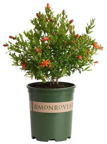 Granado Natural Árbol Frutal Ideal para Cultivar en el Jardín del Hogar