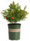 Granado Natural Árbol Frutal Ideal para Cultivar en el Jardín del Hogar