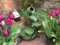 Primrose 55cm Green Solar Powered Ceramic Jug & Bowl Outdoor Water Feature with Battery Backup and LED Lights & Mains Power Cord