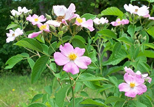 Wiesen Rose im Topf/Container 60 - 80 cm