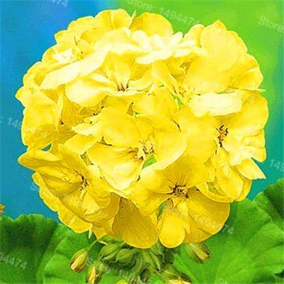 Sumpf frisch 200 Stück Geranien Blumensamen zum Pflanzen von Gelb